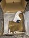 Garmont T8 Bifida Tactical Military Combat Boot For Men/women, Coyote, Size 11.5