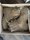 Garmont Tactical T8 Bifida Military Waterproof Combat Boots, Coyote Size 10