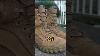 Top 5 Us Military Combat Boots Shorts